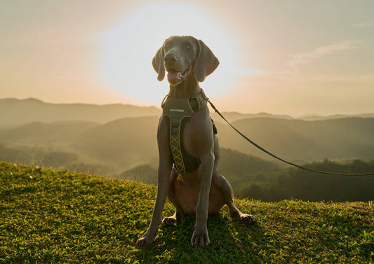 BraveStride™ Dog Harness: The Ultimate Choice for Safe, Comfortable, and Confident Adventures