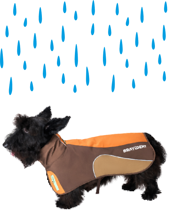 Dog wearing jacket