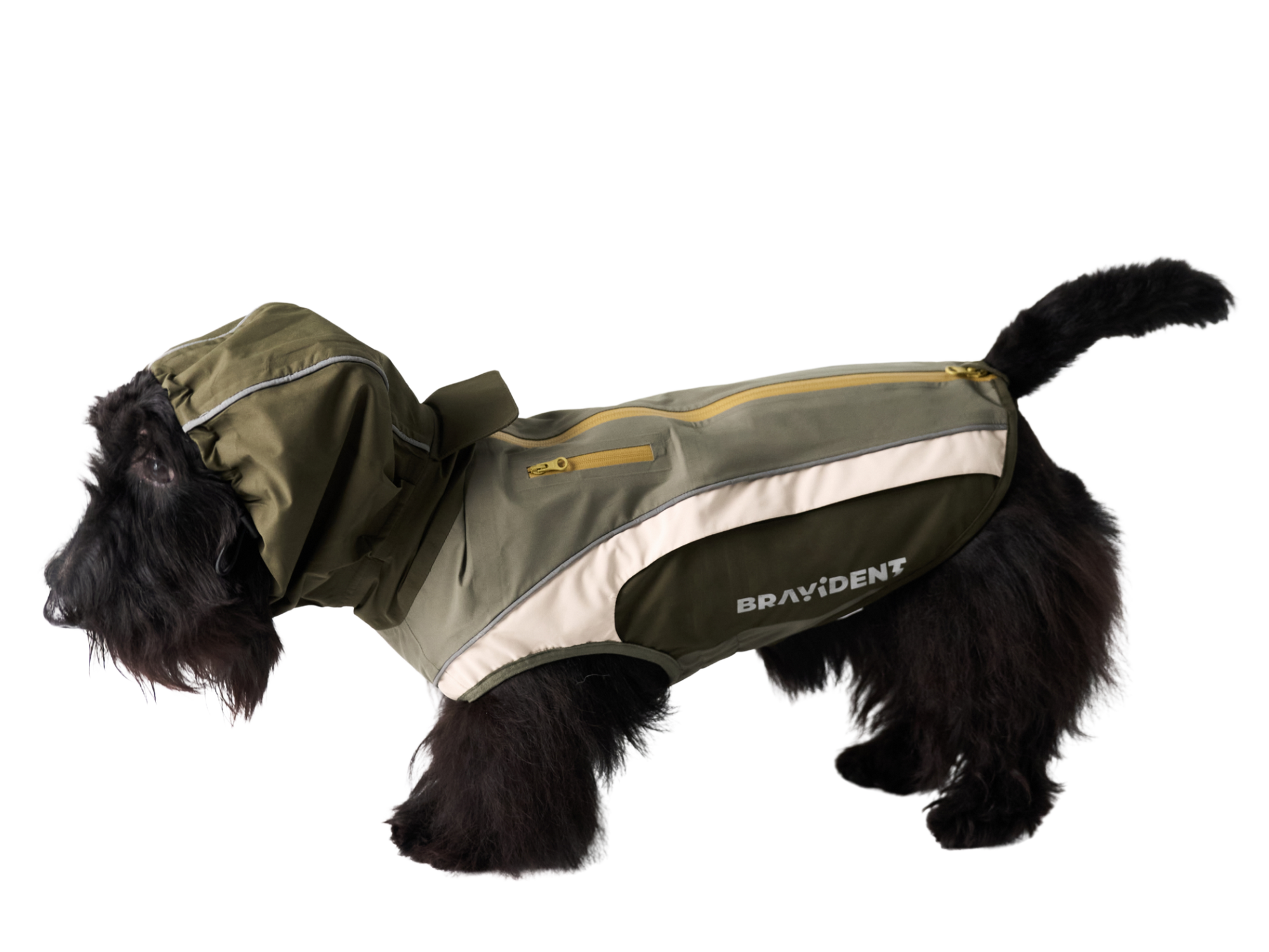 Dog wearing jacket