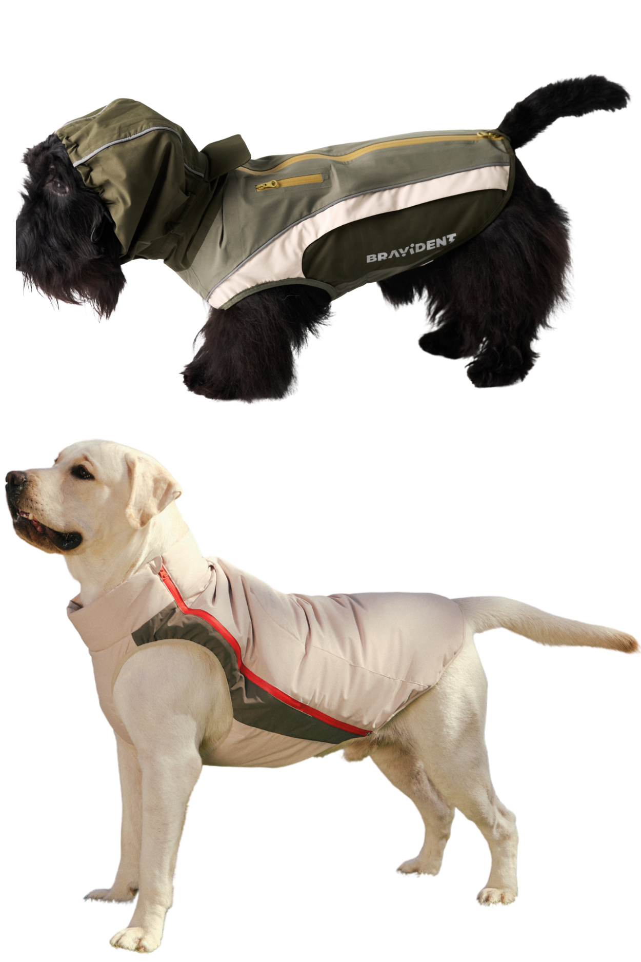 Dog wearing jacket