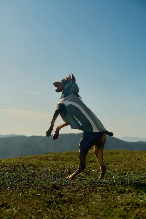 Driftshell Dog Jacket Waterproof