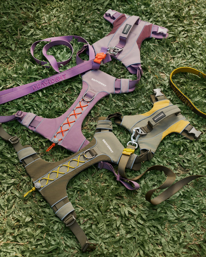 Harness Walk Kit