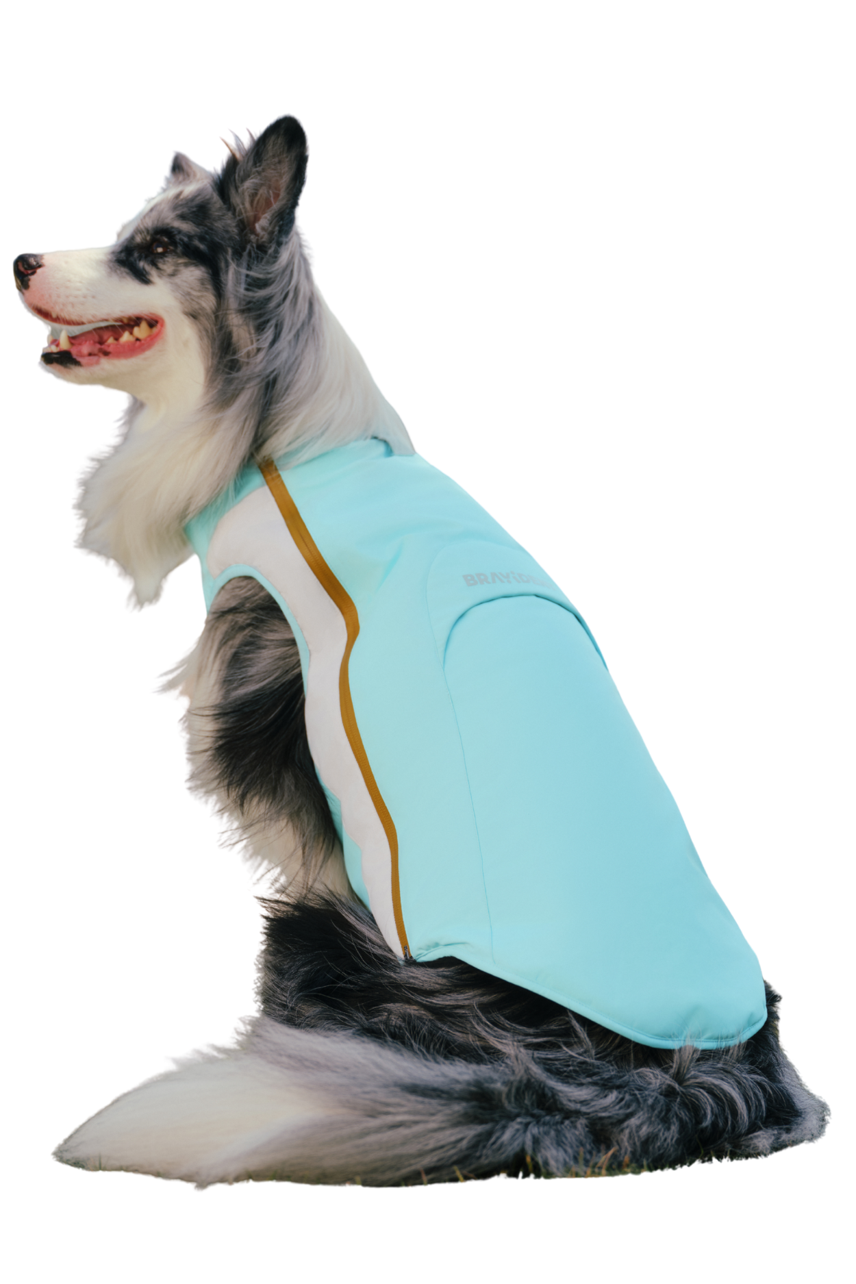 Dog wearing jacket