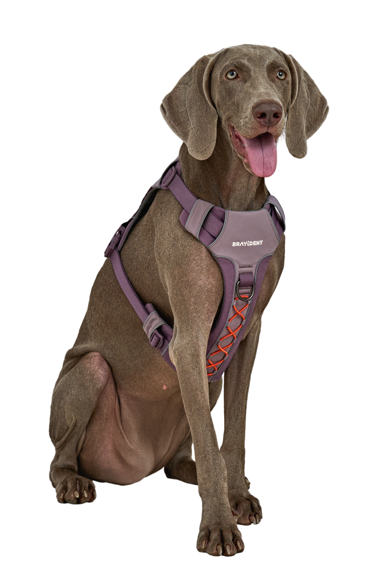 Dog wearing jacket