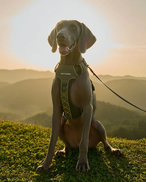 BraveStride™ Dog Harness